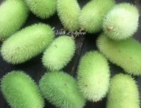 Naturdeko - Ziergurke - Cucumis grün - 2 Stück